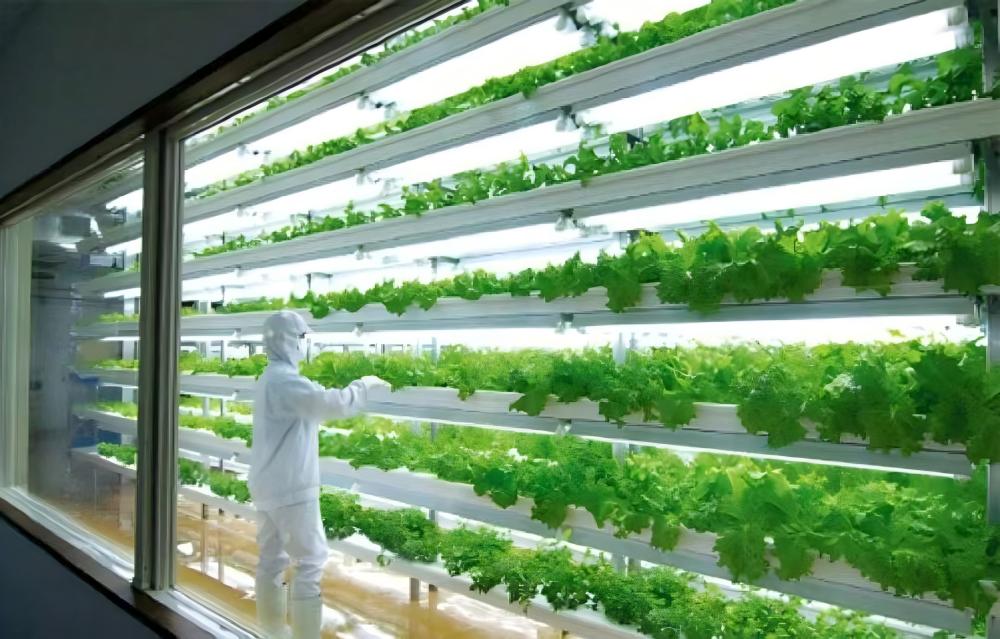 vertical farm vertical farm
